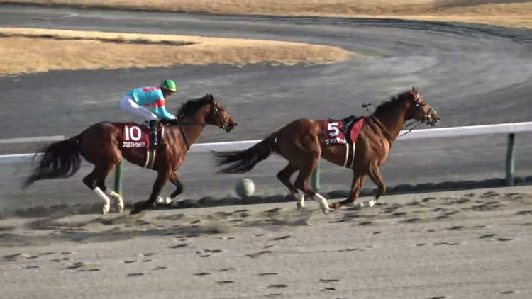 Racehorse Runs Entire Race Without a Jockey, Wins Anyway