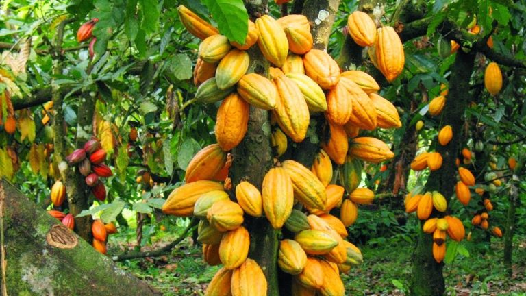 Increase cocoa farmgate price by 150 percent – GAWU to government