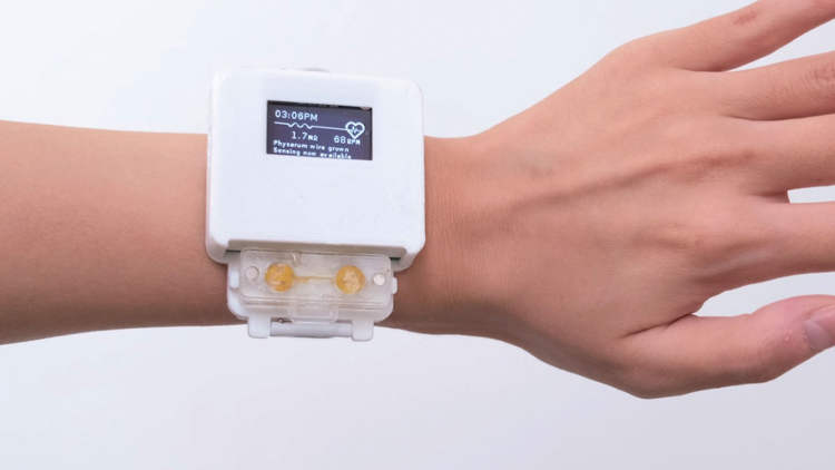 This Slime Mold-Powered Smartwatch Is Literally a Living Gadget