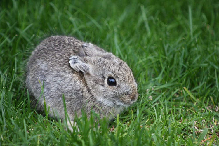 The World’s Smallest Rabbit Breed Fits in the Palm of Your Hand