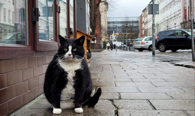 Fat Cat Becomes Polish City’s Top Rated Tourist Attraction