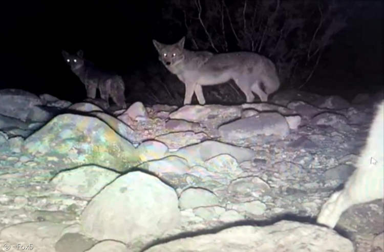 Dog Abandoned in Nevada Desert as a Pup Gets Adopted by Coyote Pack