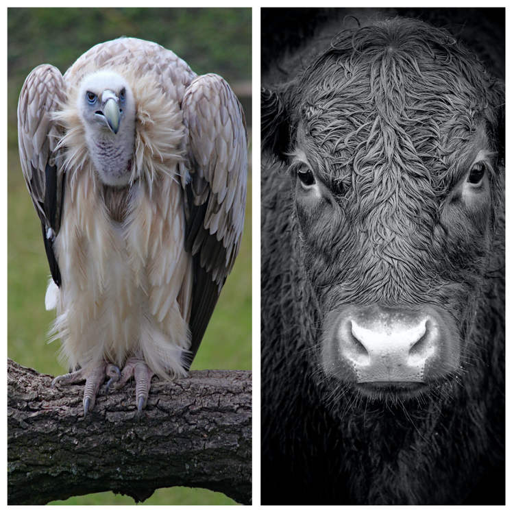 Peru’s Controversial Bull Vs. Bird Battle