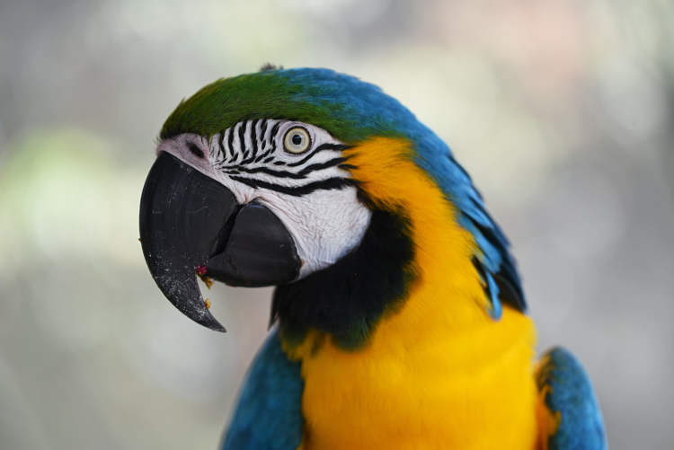 Parrot Owner Gets Jail Time After Bird Injures Passer-By