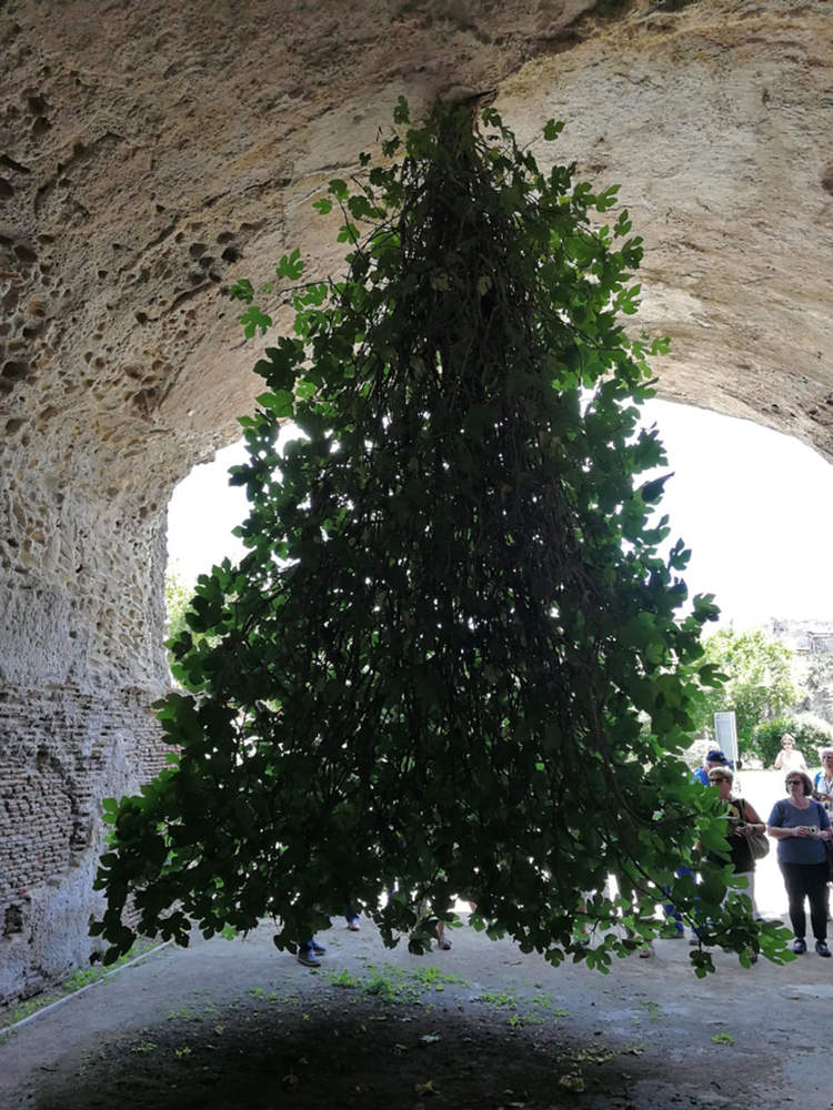 Italy’s Famous Upside-Down Fig Tree