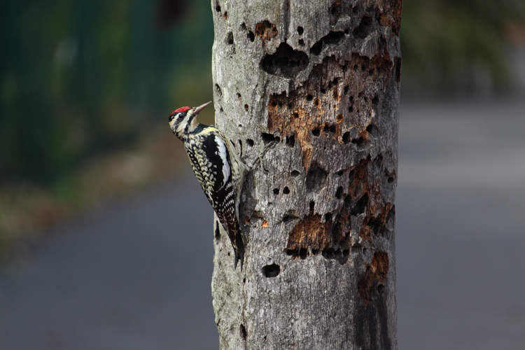 Busy Woodpecker Stores 700 Lbs of Acorns in California House Walls