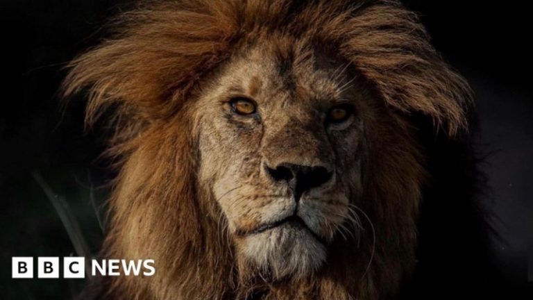 Lion who was ‘king’ of the Serengeti killed by rivals