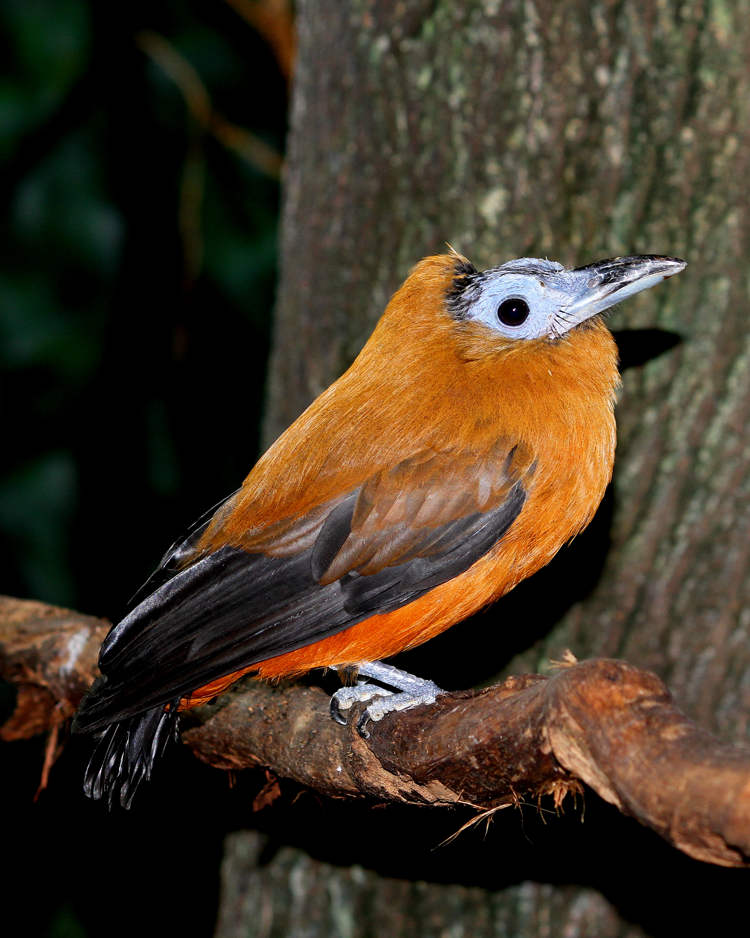 This Bird’s Mating Song Sounds Like a Combination of Cow Moos and Chainsaw Noise