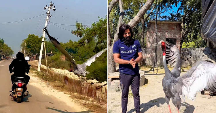 Wild Crane Refuses to Leave the Side of Man Who Saved Its Life