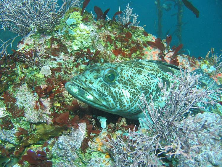 This Species of Fish Has Neon Blue Flesh And No One Knows Why