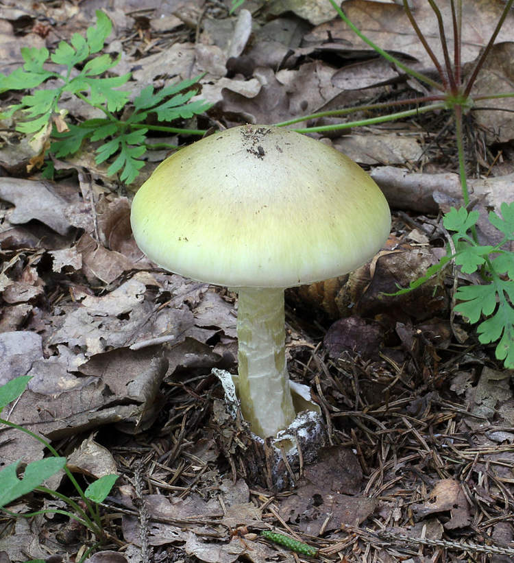 How the World’s Deadliest Mushroom Used a Clone Army to Conquer California