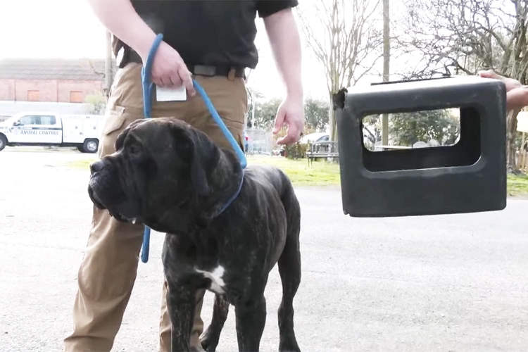 Stray Dog Finally Rescued After Living with a Box Stuck on His Head for Almost a Year