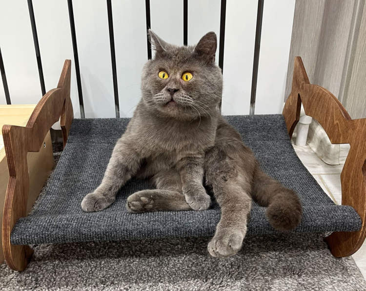 Instagram-Famous Feline Looks Like a Real-Life Cartoon Character