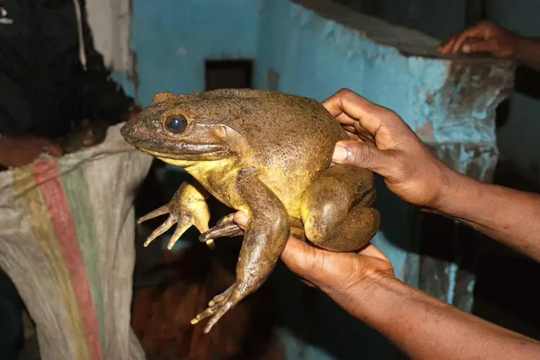 The Goliath Fog – The World’s Largest Frog