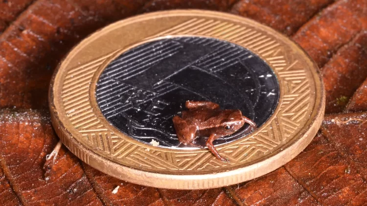 Frog Smaller Than a Human Fingernail May Be World’s Smallest Vertebrate