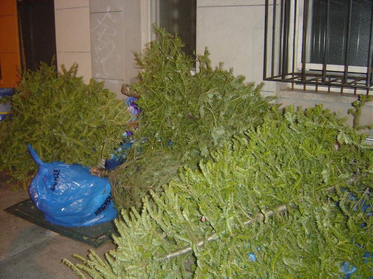 Woman Loses $820,000 Injury Insurance Claim After Winning Christmas Tree Throwing Contest