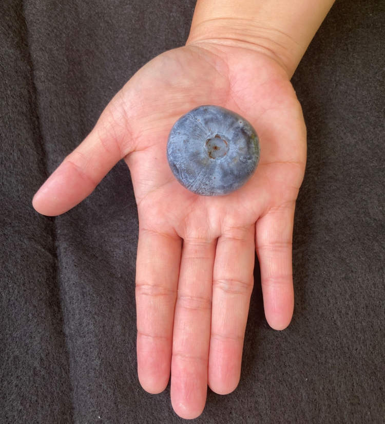 Australian Farm Grows Bluberry the Size of a Golf Ball