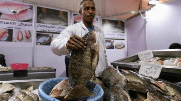 ‘Let it rot’ campaign hits fish prices