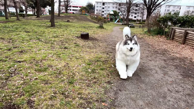 Man Who Likes Living as a Dog Unveils New Hyper-Realistic Canine Costume