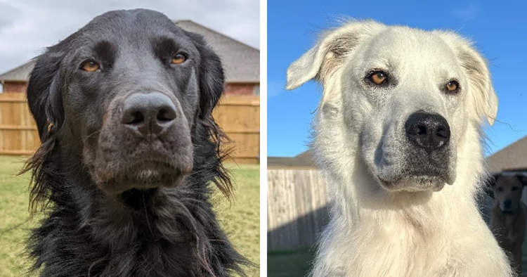 Black Dog Turns Completely White Two Years After Being Diagnosed with Vitiligo