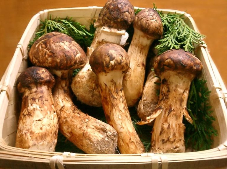 Matsutake Mushrooms – The World’s Most Expensive Mushrooms