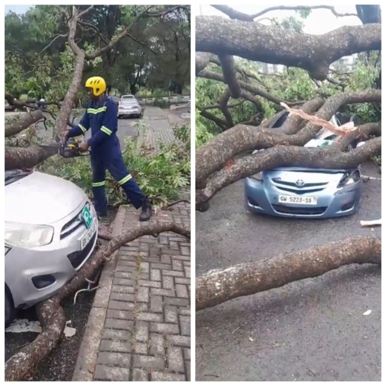 Trees crash vehicles at Airport after downpour [Video]