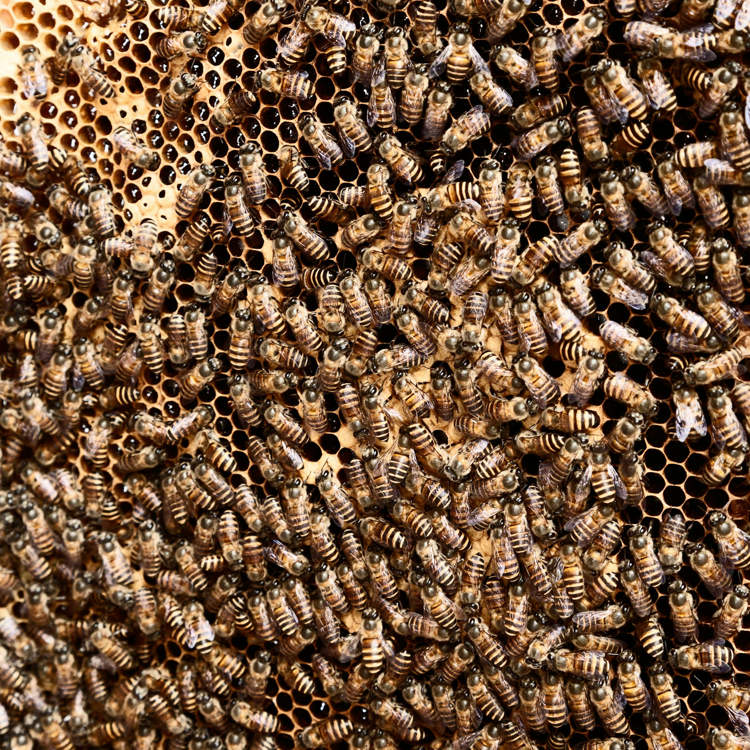 3-Year-Old Girl Complaining of Monsters in Her Room Was Hearing 60,000 Bees in the Walls