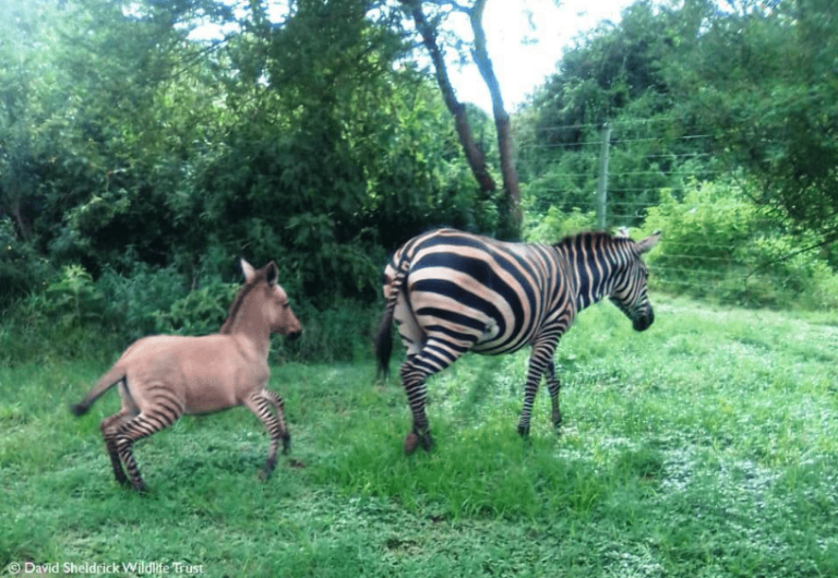 Zebra on loose after escape in US mountain country